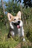 CORGI PEMBROKE 052